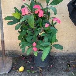 Crown Of Thorns Flowers 