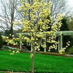 Butterflies Magnolia Trees And Others