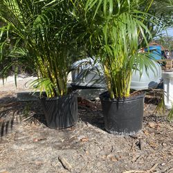 Areca Palms