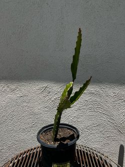 Rooted White Dragon Fruit Plants  🌵