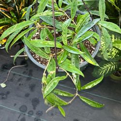 Hoya Minibelle 8 Inch Pot
