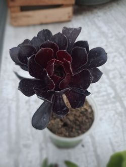Black Rose Succulent plant