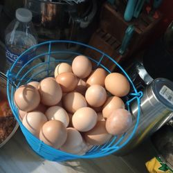 Huevos  Organicos
