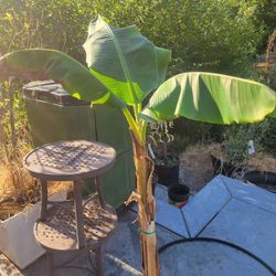 6ft ORINOCO Banana Tree