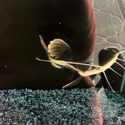 Fish tank decoration