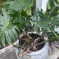 Terracotta / clay / mostera pot