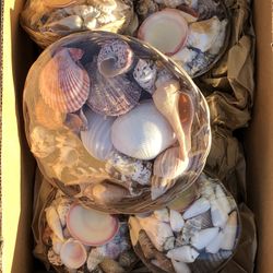 Sea Shells