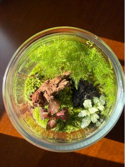 Handcrafted Self-Sustaining Terrarium