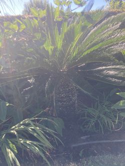 Sago Palms