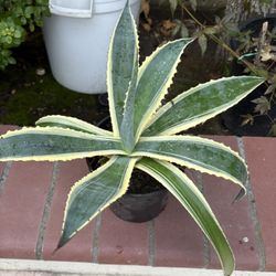 Potted Agave