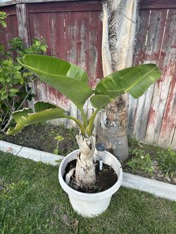 Bird of Paradise Plant