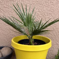 Mexican Fan Palm 