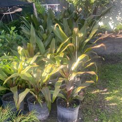 Plants For Sale