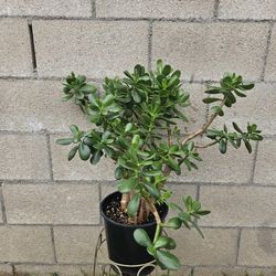Lucky Jade Succulent Plant