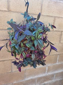 Hanging Tradescantia Zebrina Wandering Jew
