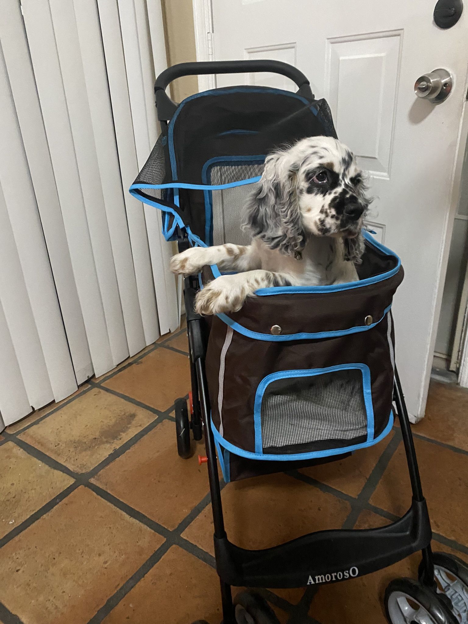 dog stroller