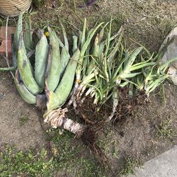 Aloe Vera