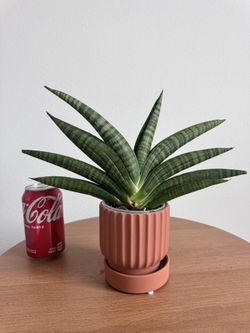 Sansevieria Marsha Anjani