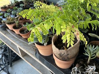 Turn bonsai trees