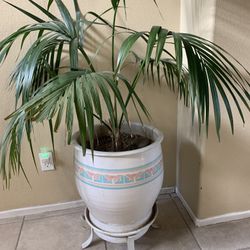 $99. Large Beautiful Plant With Planter 20/25 Years Old