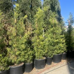 Podocarpus Trees