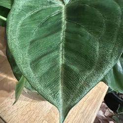 Syngonium  Ice Frost  Plant 1 Leaf Cutting (rooted  And Potted)