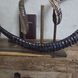 Sable Shofar