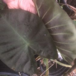 Black/purple elephant Ears. 