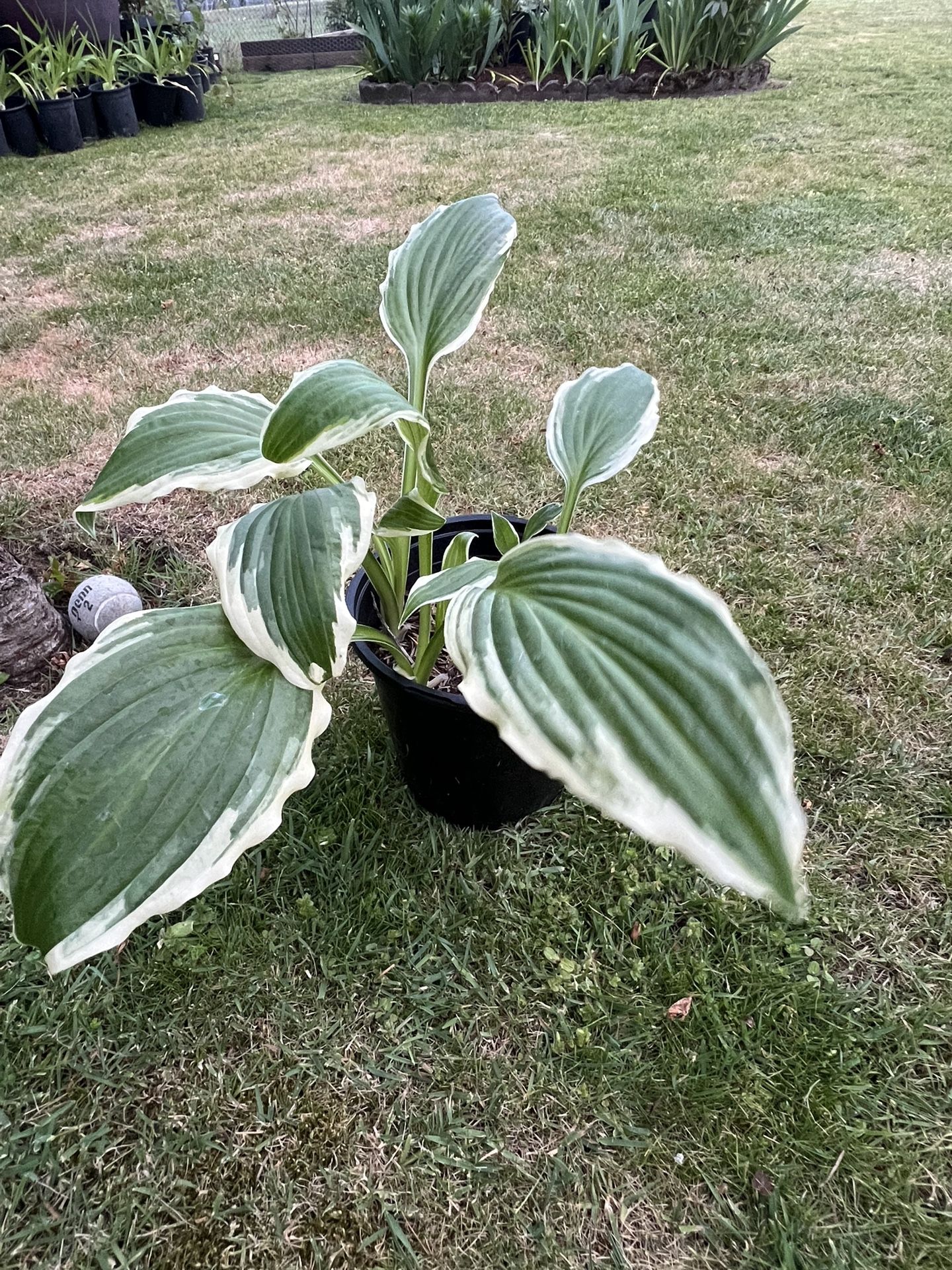 plants