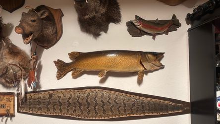 Wow🤩!! Huge Mounted  Real 🐟Skin Fish Taxidermy Wall Trophy