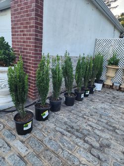 10pc boxwood sky pencils 4ft height...all 10 for only $125