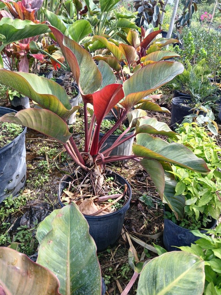 Red Congo Plants On Sale $25
