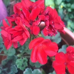 Beautiful Red Geraniums Inn4 Inch Pot