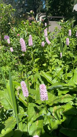 Persicaria