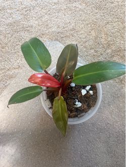 Philodendron Prince of Orange