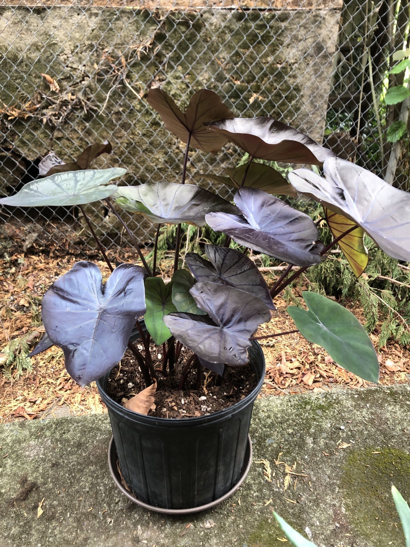 Colocasia Black Magic Plant