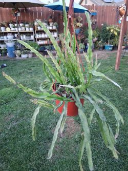 Rhipsalis Hurricane Cactus Plant $38