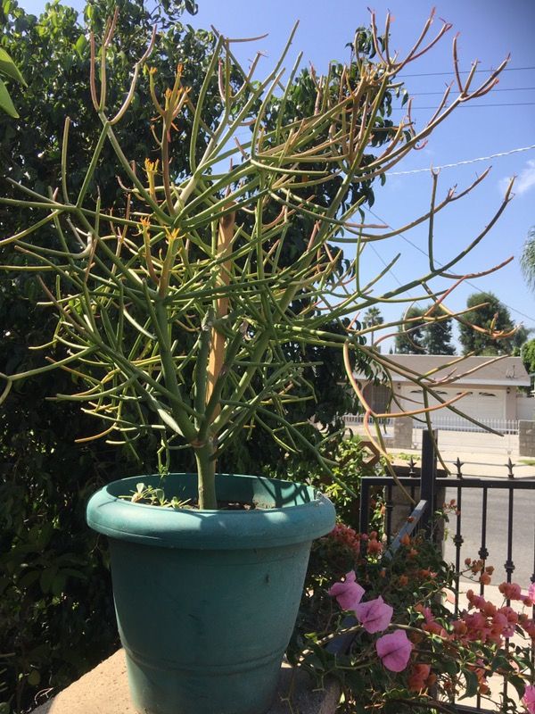 Firestick plant
