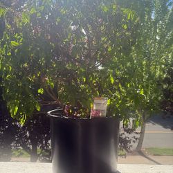Rhododendron PJM Elite X- Hybrid Plant 