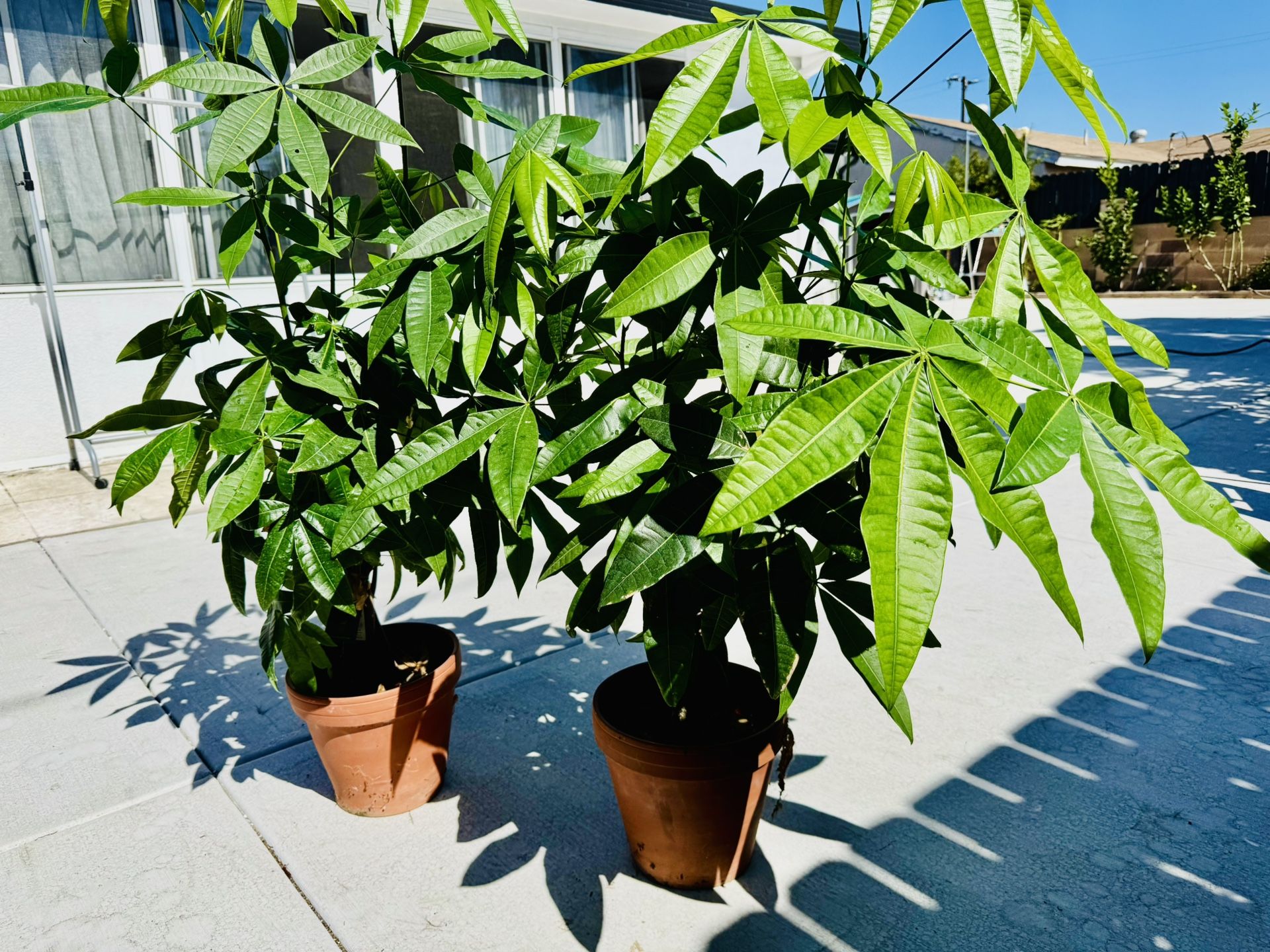 Brand New Money Plants Only $19.99 Each