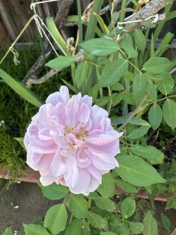 Pink Rose (Rosa) Plants