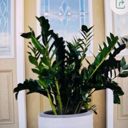 Beautiful 3ft ZZ plants