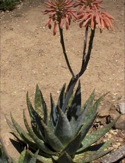  XL Aloe Saponaria, Maculata AKA Japanese organic aloe