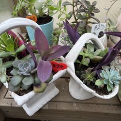 Beautiful Succulents 