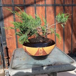 Bonsai Tree 