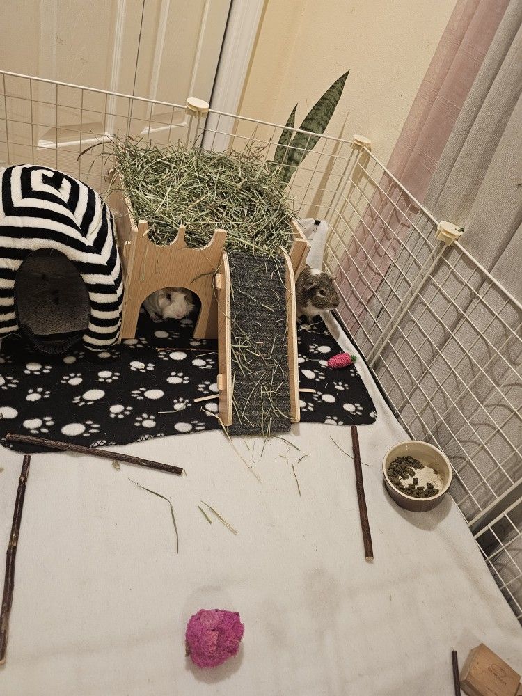 Guinea Pig Cage 
