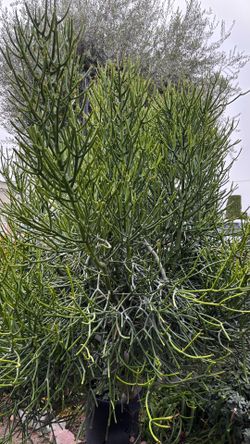 Nice  Pencil Stick Succulent Plant  Cuttings from The Mother Plant you choose it   $ 8.00