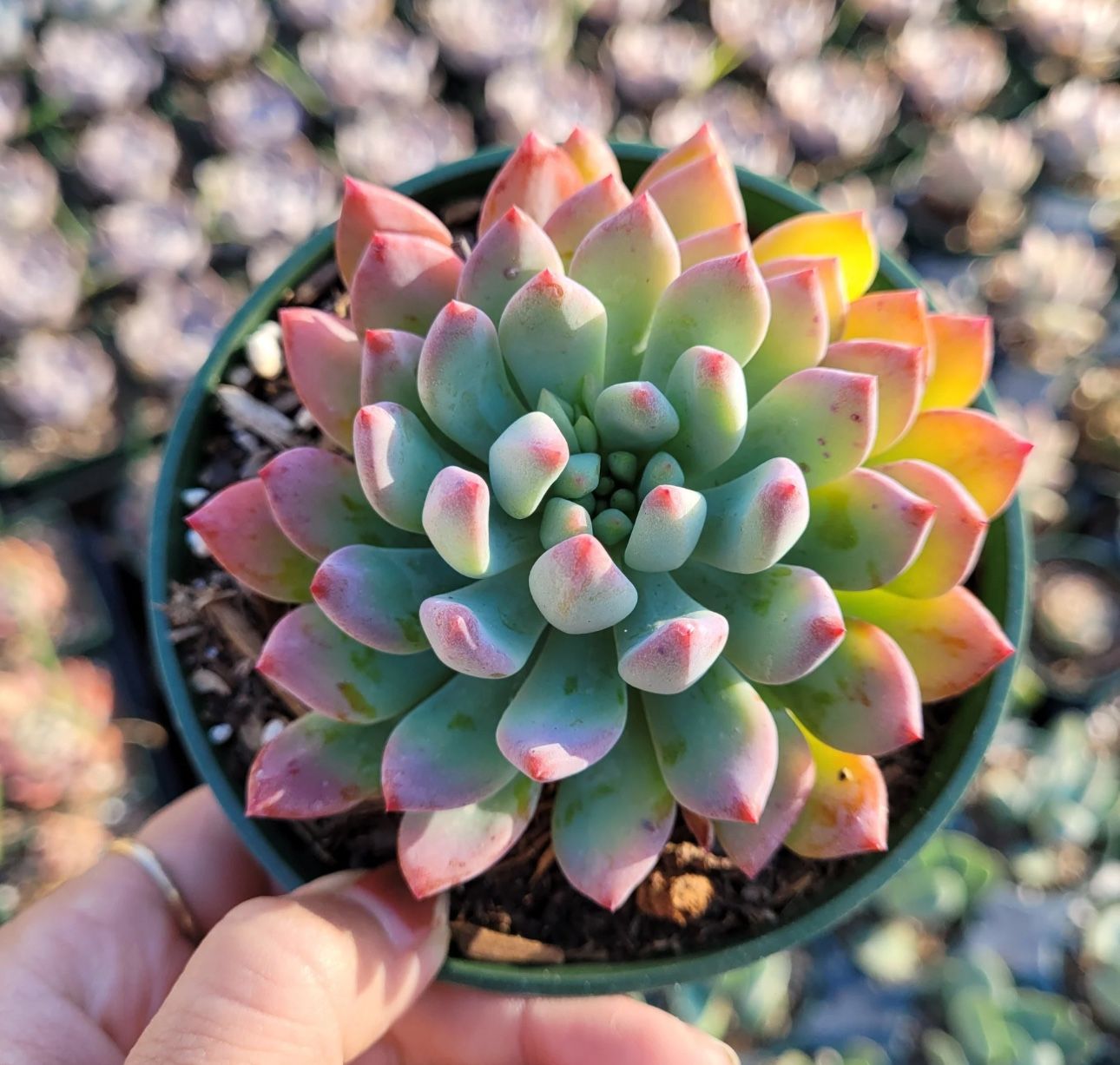 Sedeveria Blue Elf Succulents 🪴💙