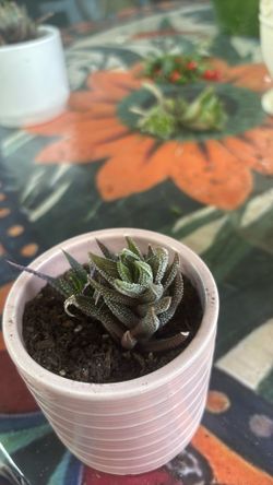 Succulent   Zebra Haworthia