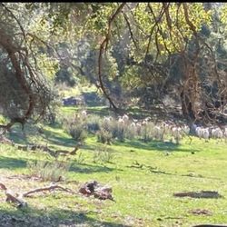 Rancho La Tinta En Ensenada 1100 Acres Con Agua